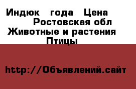 Индюк 2 года › Цена ­ 2 000 - Ростовская обл. Животные и растения » Птицы   